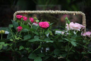 OC2A2868