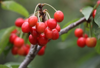 OC2A0448