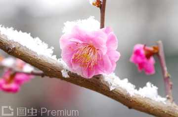 绽放的梅花和白雪
