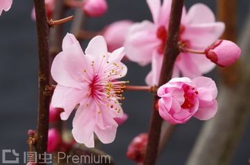 梅花