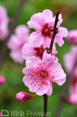 梅花