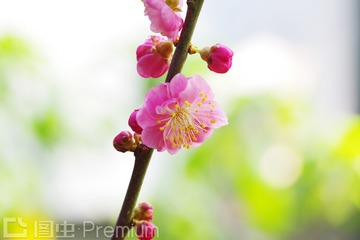 梅花    