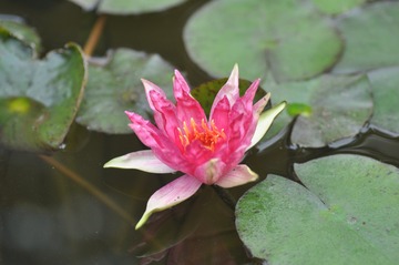 花草 208
