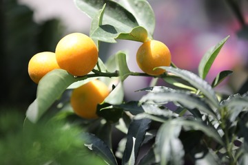 OC2A3457