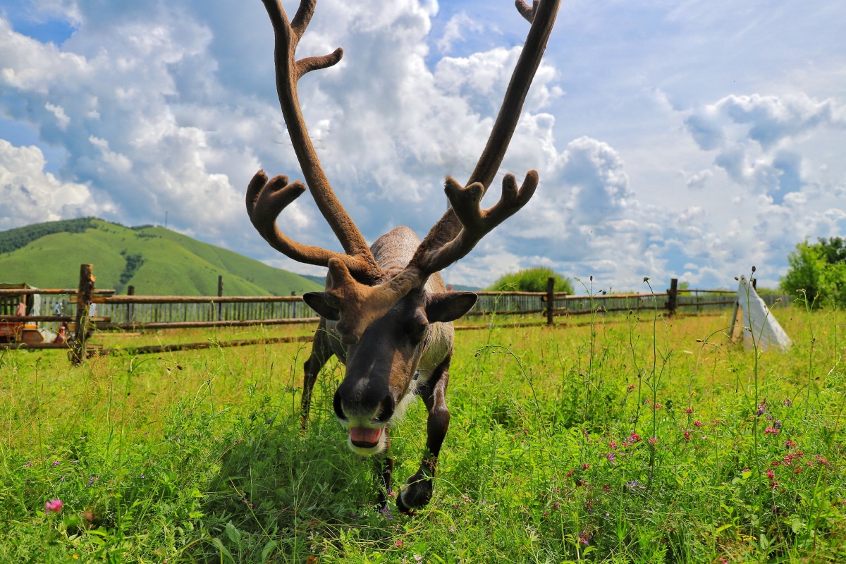 大兴安岭鄂温克敖鲁古雅驯鹿部落可爱的驯鹿