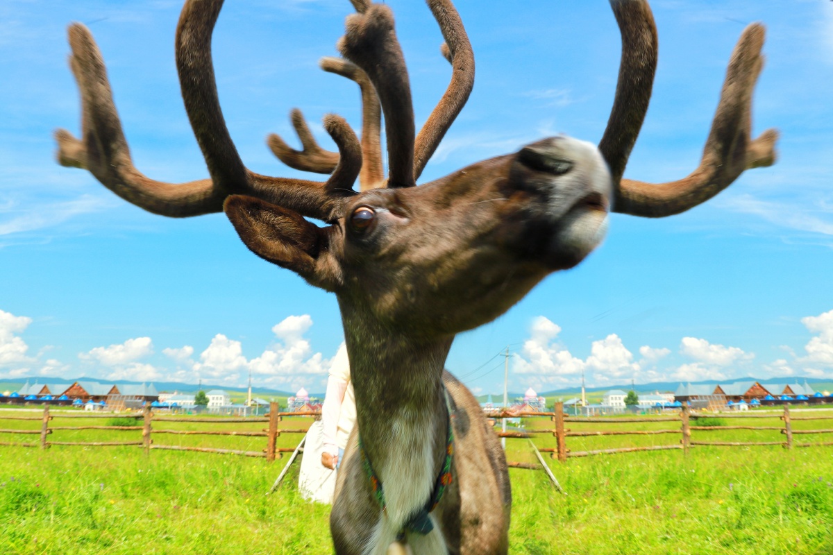 大兴安岭鄂温克敖鲁古雅驯鹿部落可爱的驯鹿