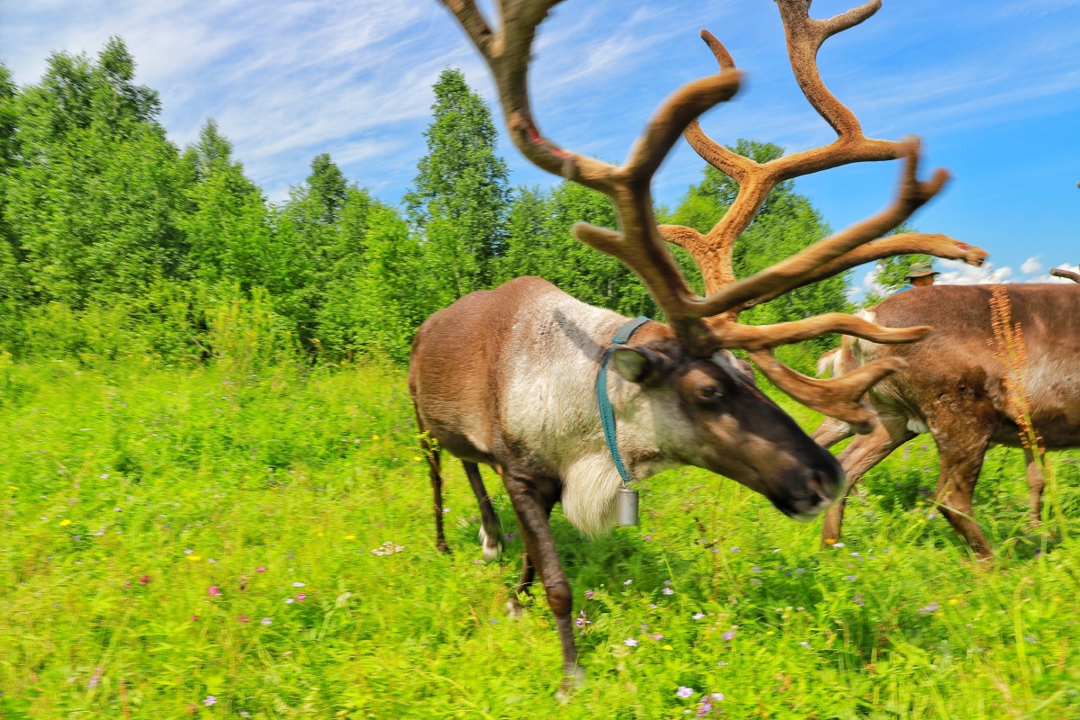 大兴安岭鄂温克敖鲁古雅驯鹿部落可爱的驯鹿