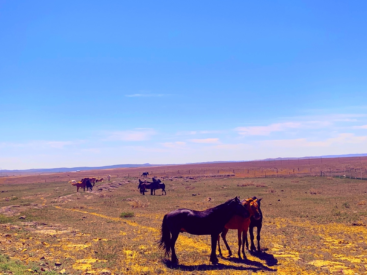 蒙古马 - 醉美草原 - 图虫