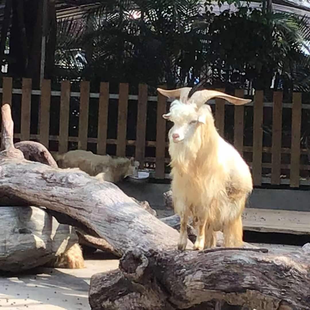 长隆动物园的羊好帅