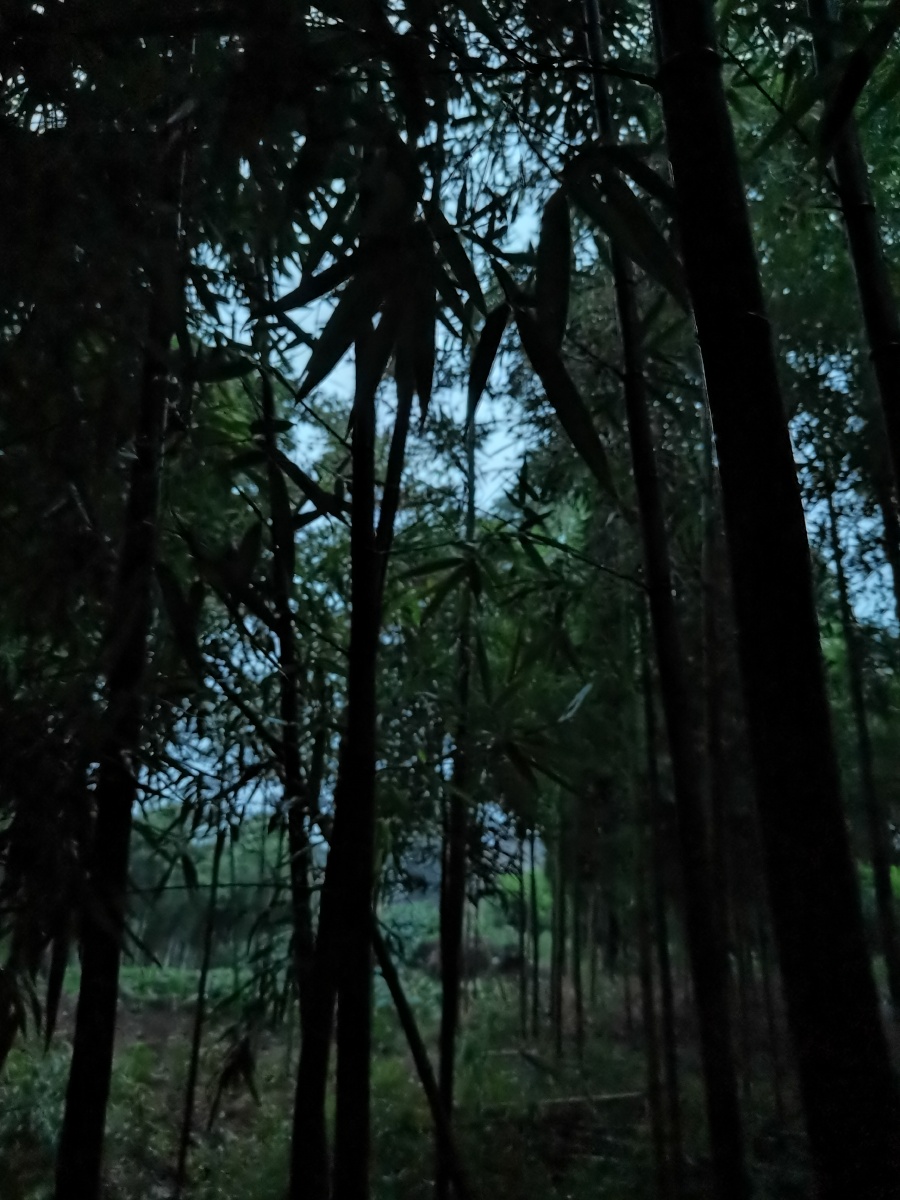 雨夜中的竹林雨从竹叶那儿落下极致的清幽