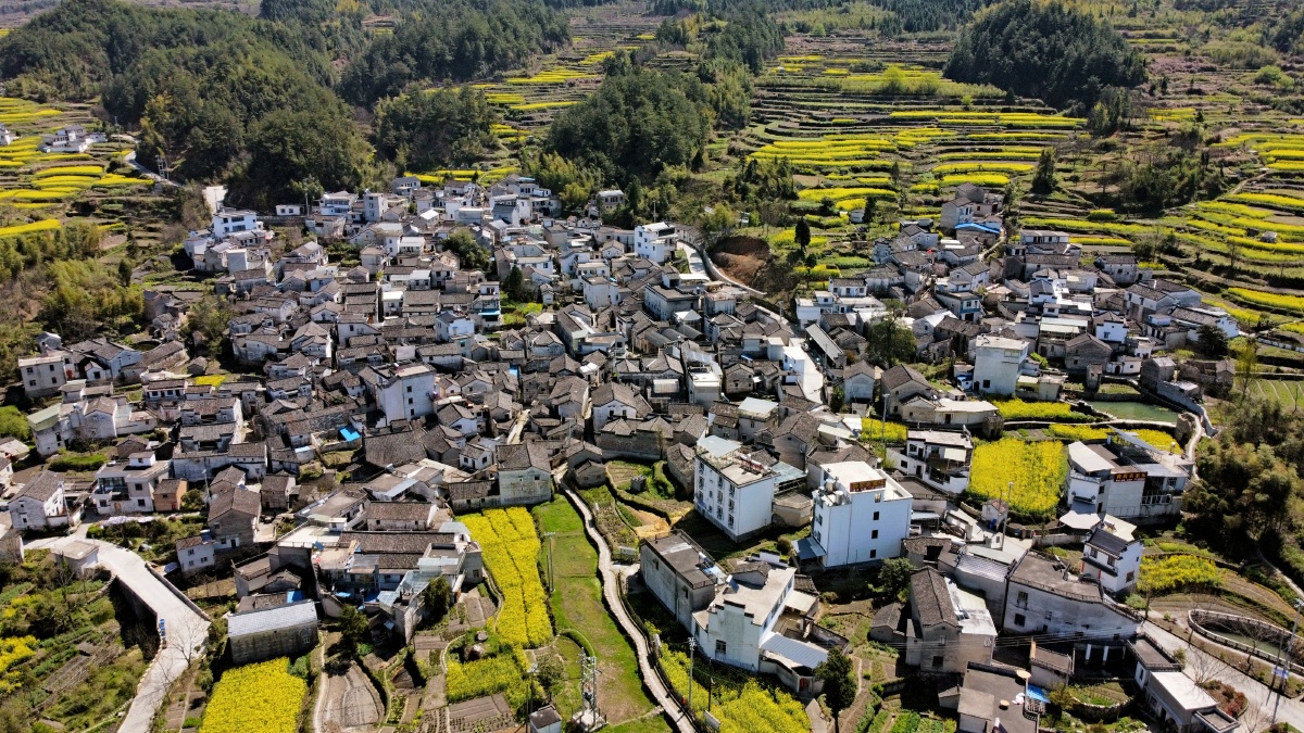 绩溪家朋尚村油菜花海