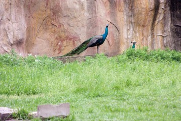 _MG_9530.jpg