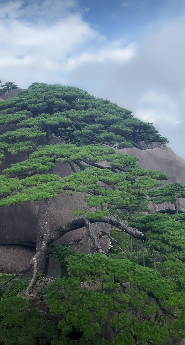 感受黄山天下无山黄山迎客松自然雕琢