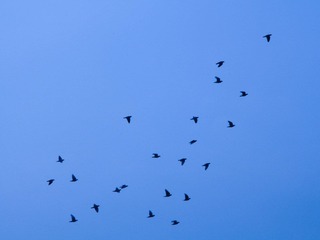 IMG_0498.jpg