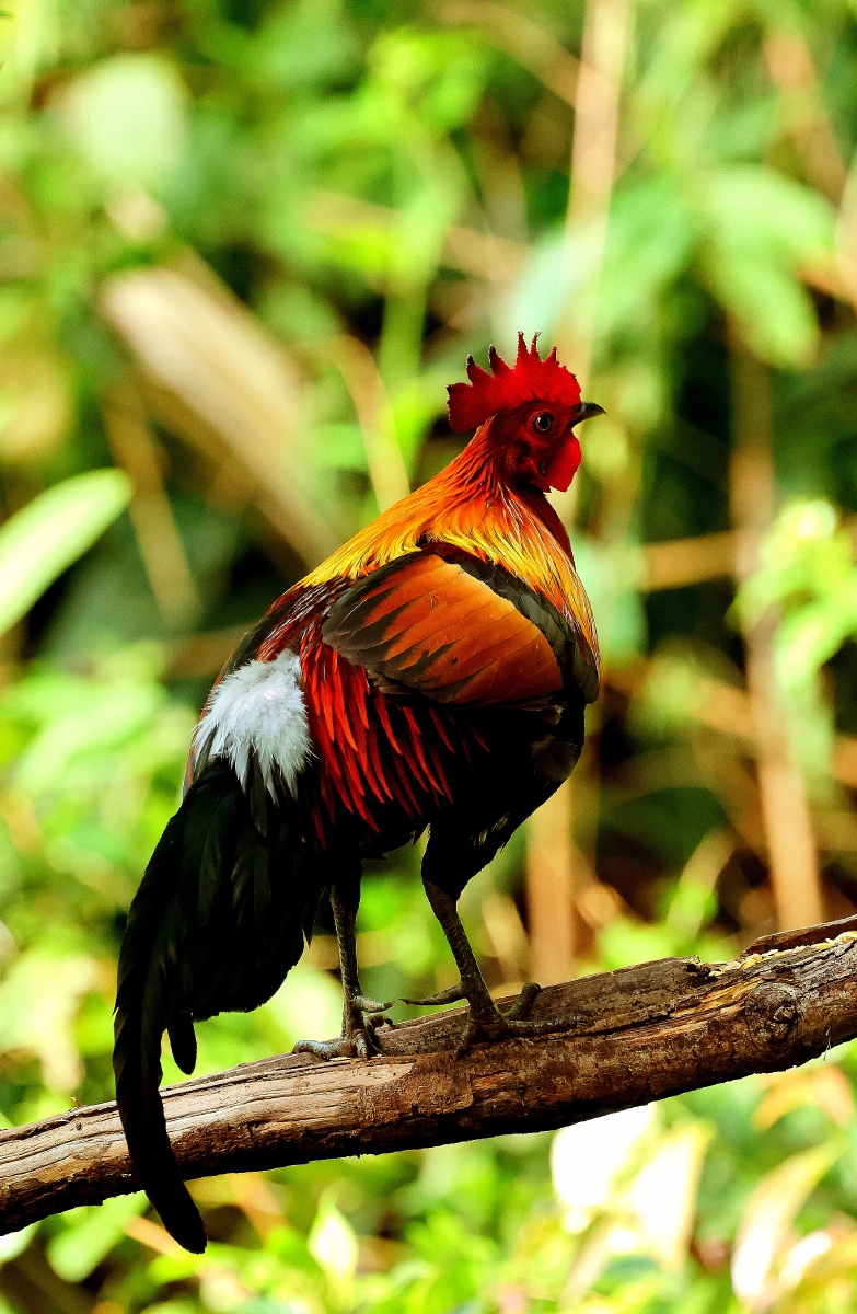 云南普洱芒坝国家二级保护动物原鸡雄姿