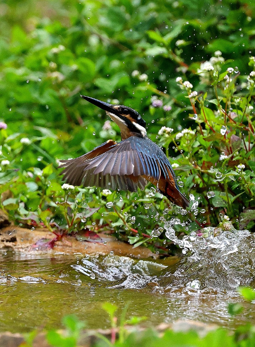 云南昆明黄龙箐鸟塘一夏日小翠