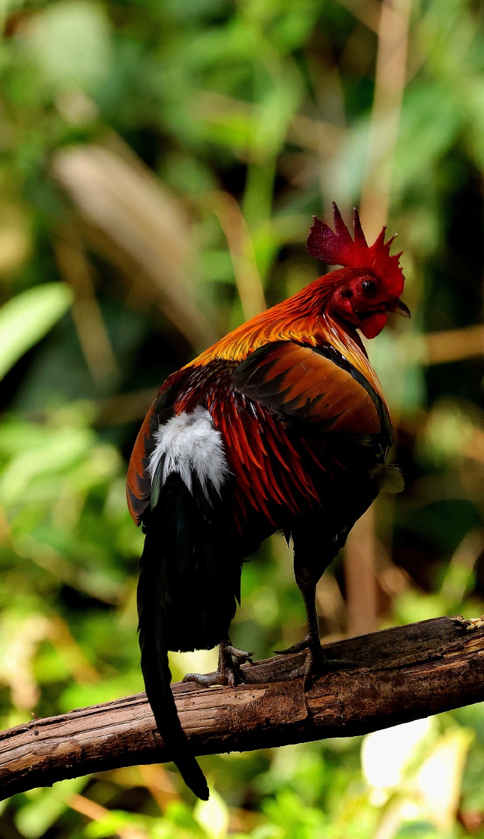 云南普洱芒坝国家二级保护动物原鸡雄姿