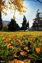 IMG_1117.jpg