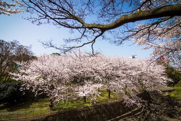 IMG_8675.jpg