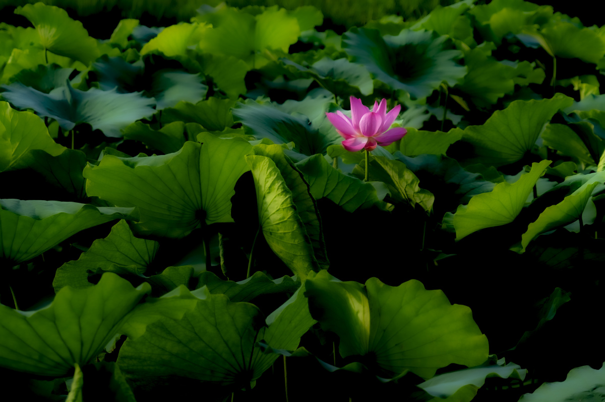 夏日荷塘光影交错色彩缤纷