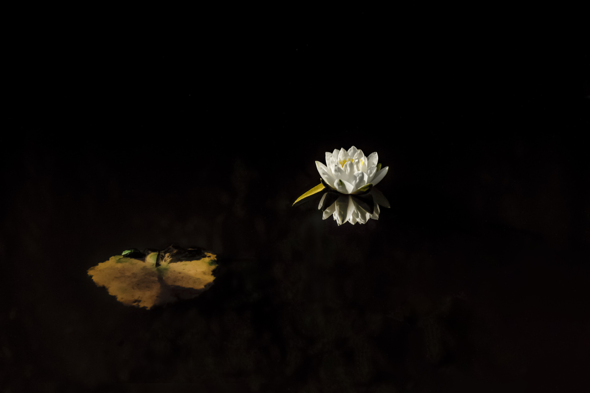 莲花洁白如玉 - 青苹果0070