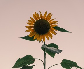 D220F666-A1B2-423D-98E7-F176D954DAB5/L0/001
