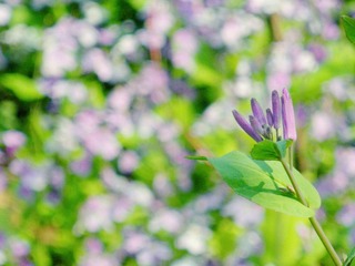 DSCN3204.JPG