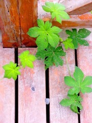 DSCN3797.JPG
