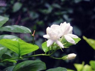 DSCN4420.JPG