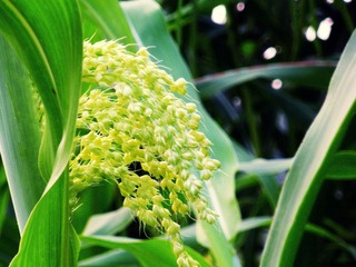 DSCN4492.JPG
