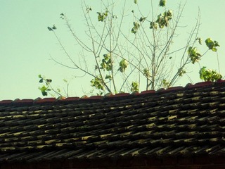 DSCN5275.JPG