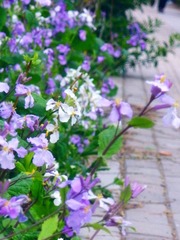 DSCN7432.JPG