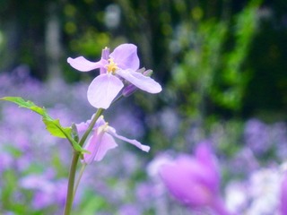 DSCN7430.JPG
