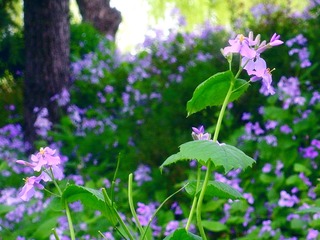 DSCN7447.JPG