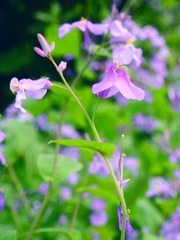 DSCN7455.JPG