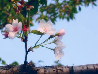 DSCN7385.JPG