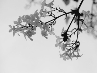 DSCN7388.JPG