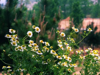 DSCN7806.JPG