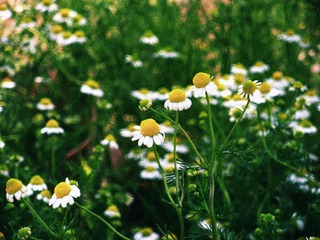 DSCN7805.JPG