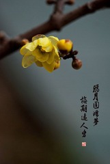家种的腊梅已开花PS4C.jpg
