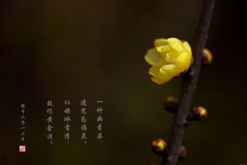 家种的腊梅已开花PS8B.jpg