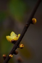 家种的腊梅已开花PS5.jpg