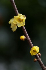 家种的腊梅已开花PS7.jpg