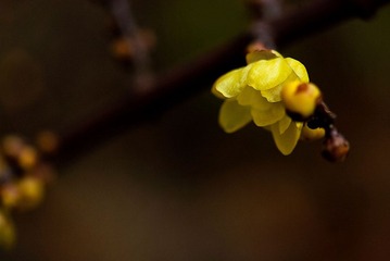 家种的腊梅已开花PS9.jpg