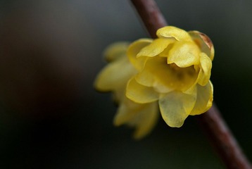 家种的腊梅已开花PS1.jpg