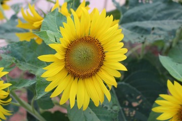 706920D1-12C8-4818-BD02-84A634FA4ACD/L0/001