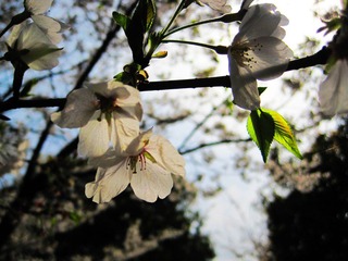 樱花