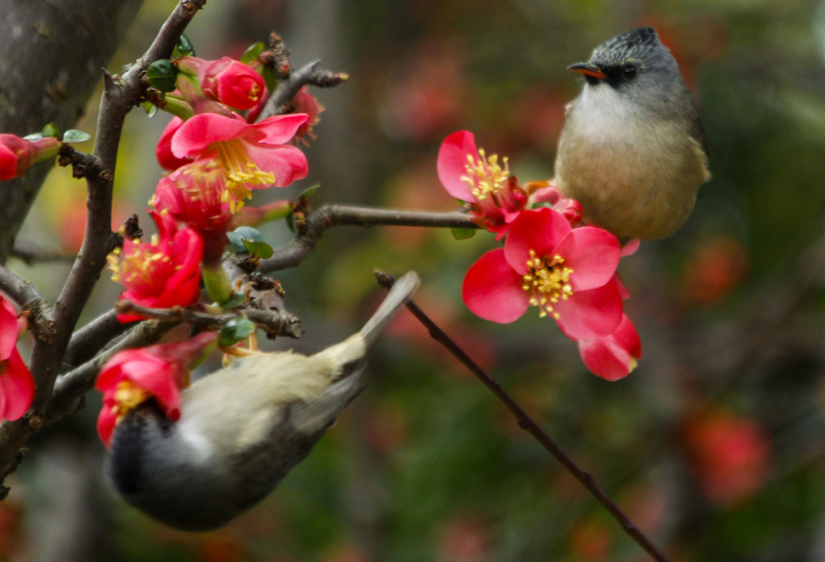 黒额凤鹛鹊与海棠花