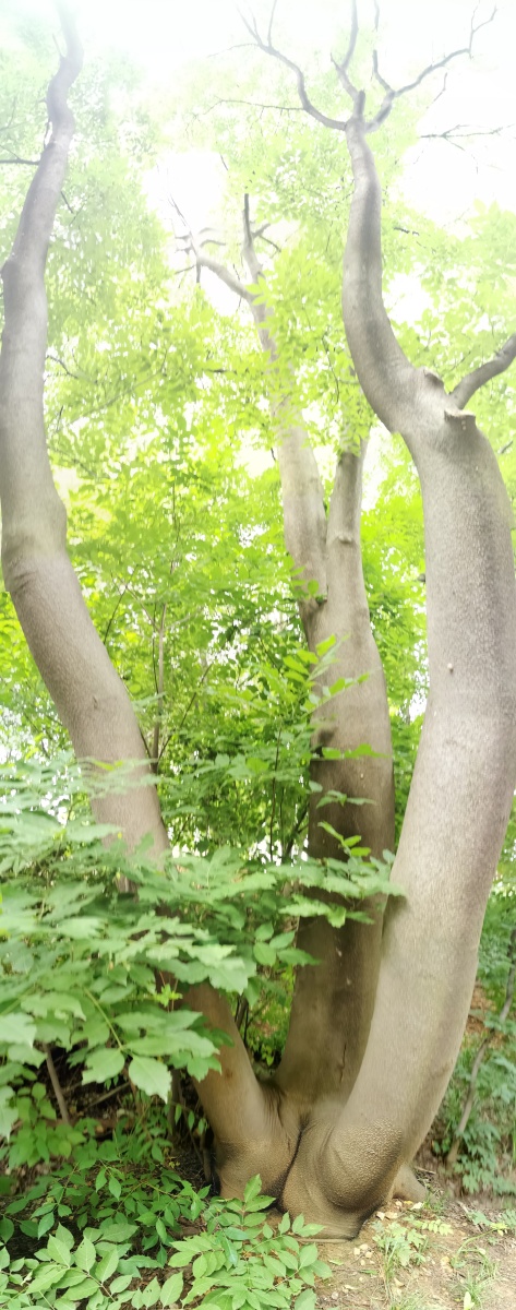 黑弹树大连植物园