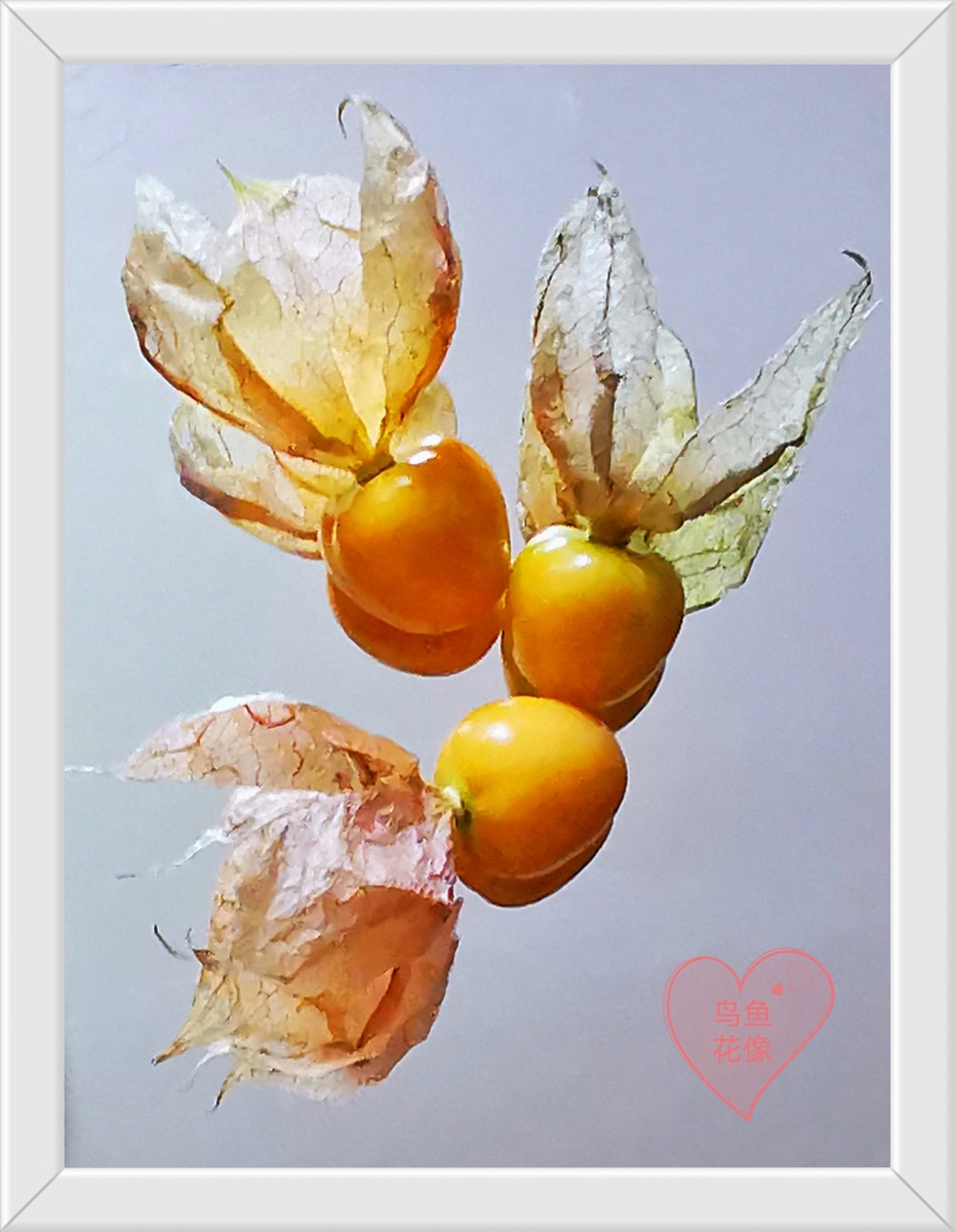 姑鸟像鸟像鱼又像花